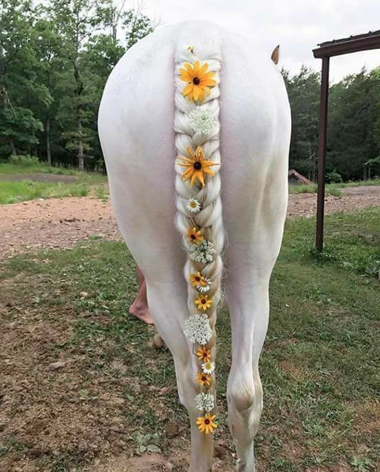 Horses With Great Hair